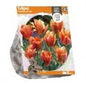 Baltus Tulipa Viridiflora Artist tulpen bloembollen per 5 stuks